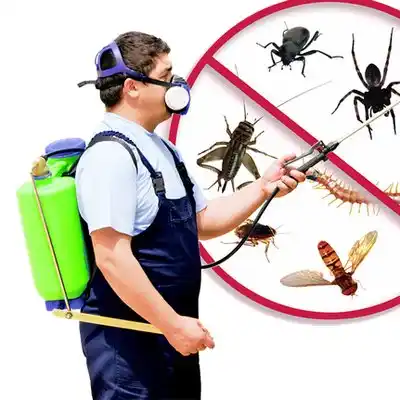 pest control Toast